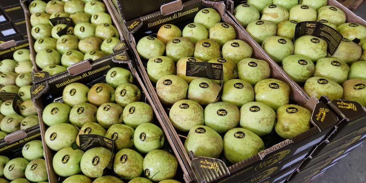 Golden rugginosa di Romagna, una stagione positiva che proietta al futuro